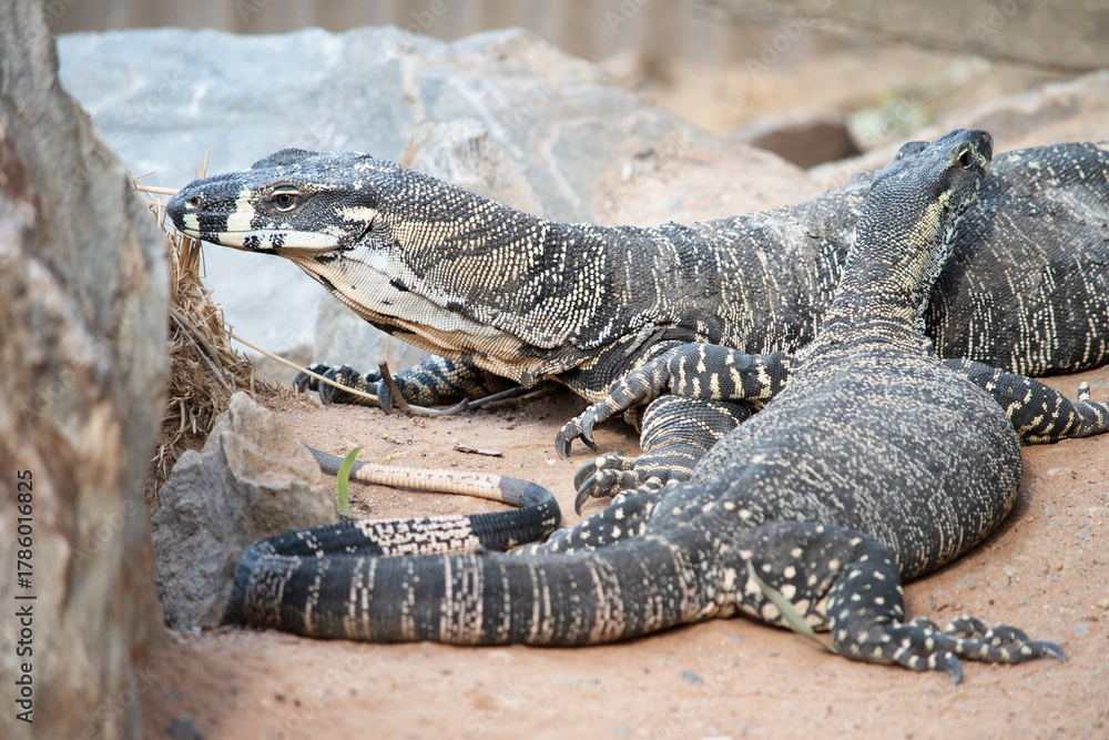 Fototapeta premium the two lizards are passing each other