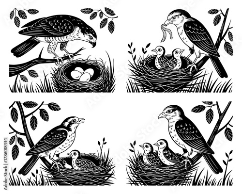 Bird family life cycle illustration with eggs and chicks in nests