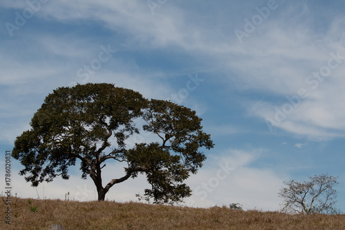 Silhueta e Serenidade Campestre