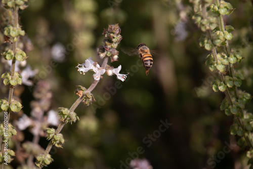 Essência do Campo: Polinização em Close-up