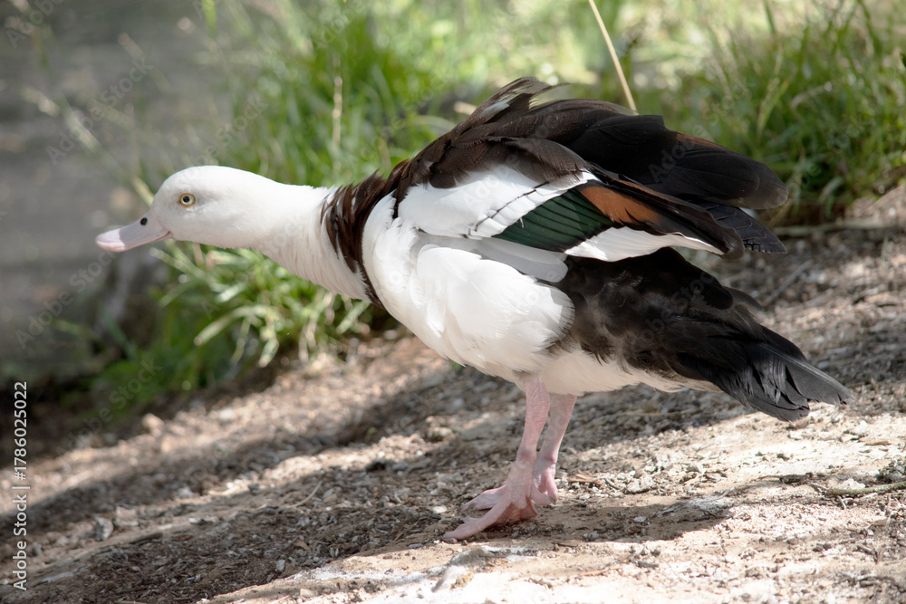 Fototapeta premium this is a side view of a radjah shelduck flapping its wings