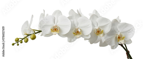 A delicate white floral bloom, showcasing grace and elegance, against a transparent background