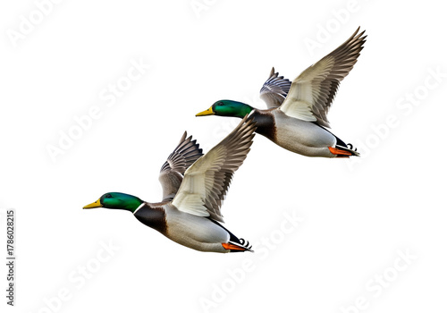 Two mallard ducks soar through a dark background, showcasing their detailed plumage and graceful flight.