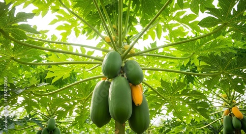 Fototapeta Naklejka Na Ścianę i Meble -  Papaya tree with green fruits in tropical garden