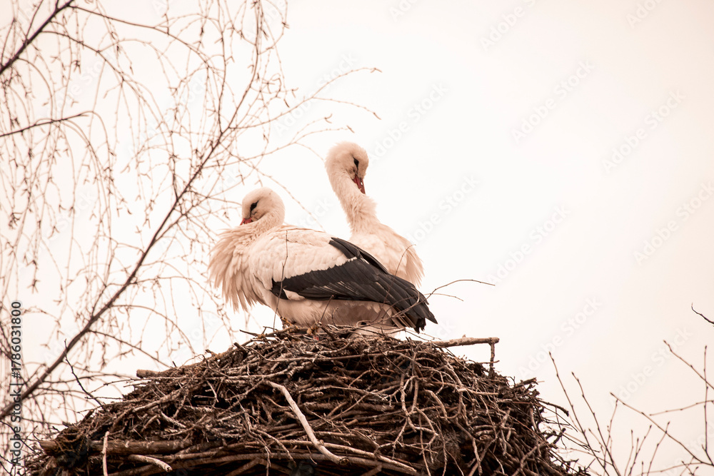 Fototapeta premium Storch im Nest, beige und braunes licht, Sonnenuntergang / Stork in the nest, beige and brown light, sunset