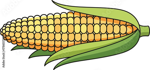 Fresh corn on the cob with husk