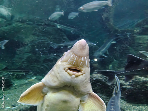 a large catfish in the aquarium. fish in the water. background for the design. The mouth of the fish