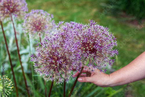 Allium cristophii purple flower heads, common name Persian onion or Star of Persia