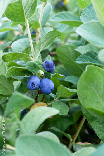 Fresh organic blueberries on the bush. Vaccinium corymbosum, high huckleberry bush. Blue ripe fruit on the healthy green plant. Food plantation - blueberry field, orchard