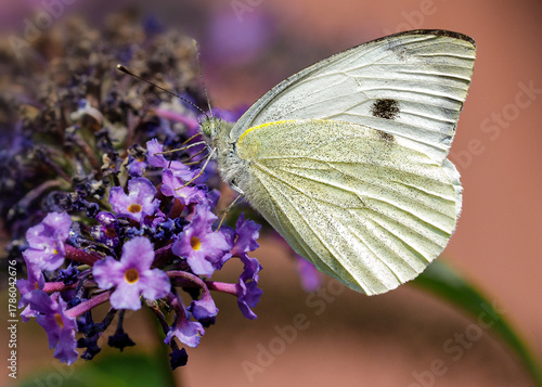 Side view of a Cabbage White butterfly eating nectar from a purple flower of a butterfly bush, Nature photo. Macro photography, close-up, insect