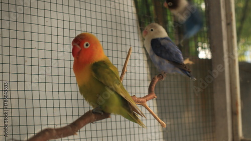 Photos lovebird with attractive feather color in a cage