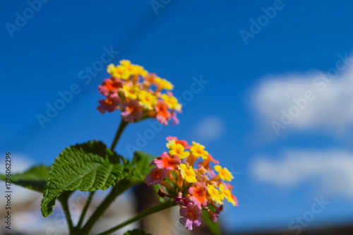 Beautiful flowers lantana camara blue sky with clouds