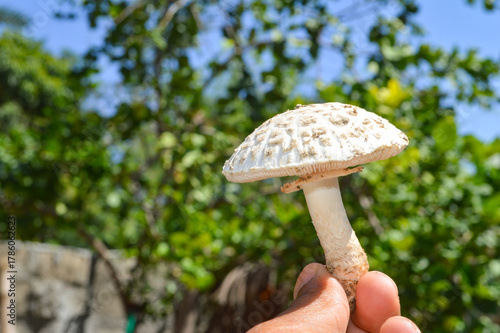 wild mushrooms in a hand, nature grass background