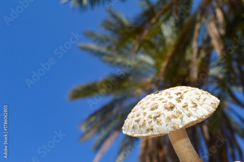 close up of mushroom in the forest