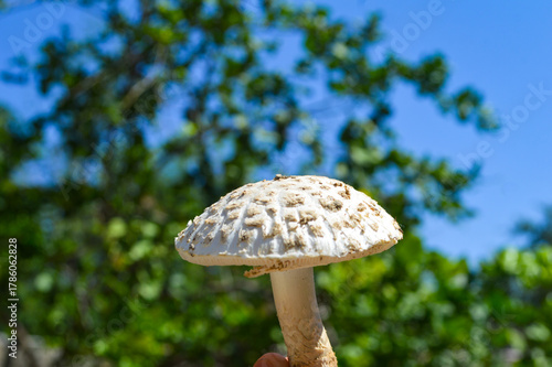 mushroom in the grass white wild parasol fungus 