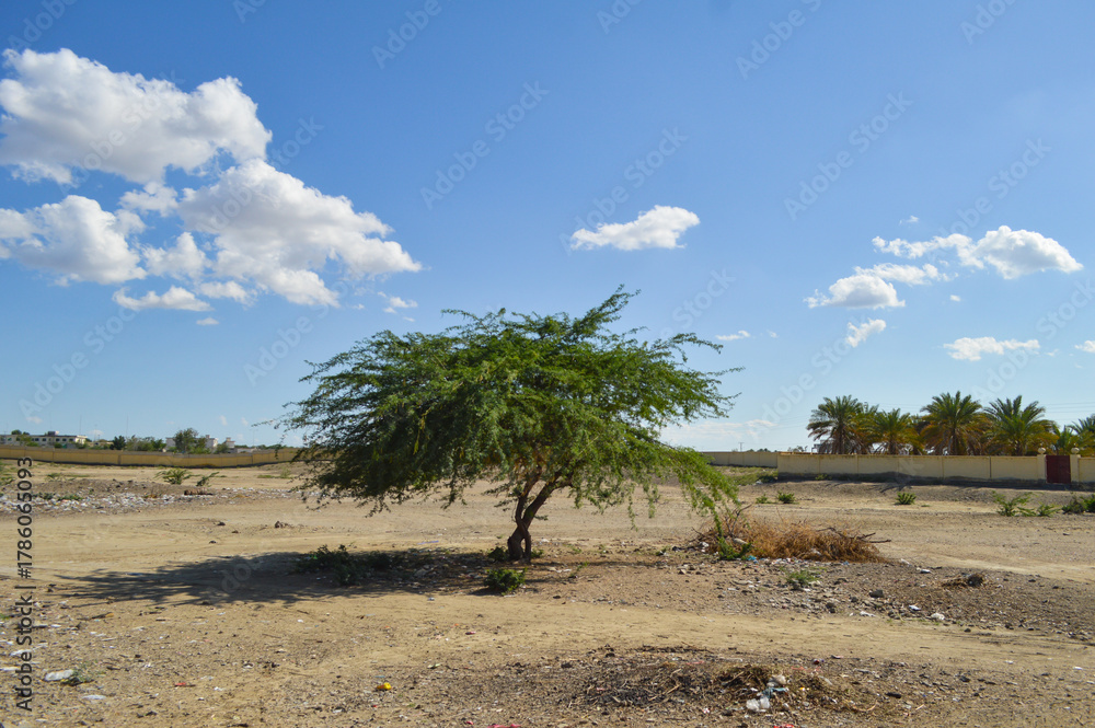Obraz premium A alone tree landscape outdoor nature with clouds blue sky