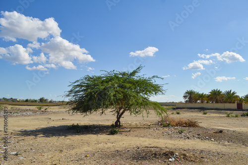 A alone tree landscape outdoor nature with clouds blue sky
