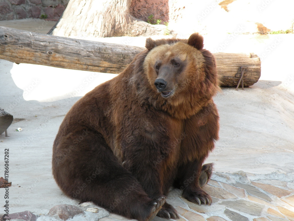 Obraz premium Brown bear sitting in zoo enclosure