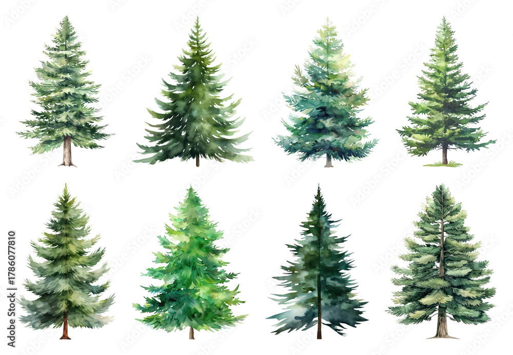Fototapeta premium Watercolor evergreen tree illustrations.