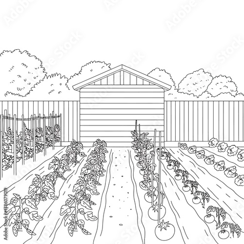 Sketch of a backyard garden with rows of plants and a shed