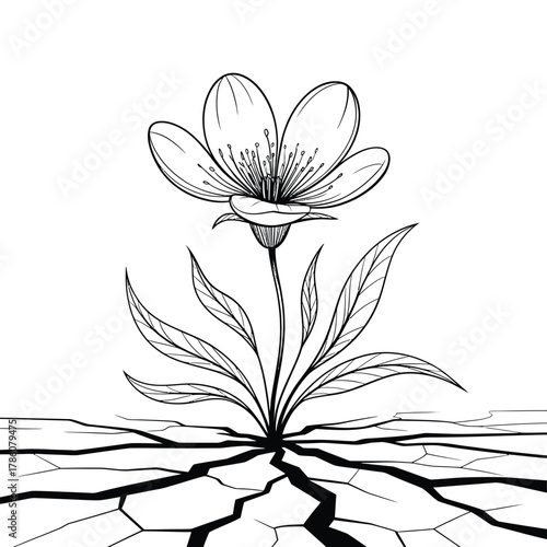 Single flower blooming from cracked dry earth illustration