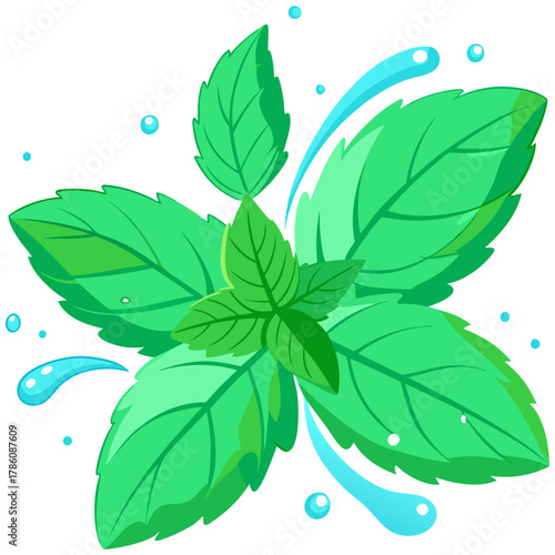 Fresh Mint Leaves with Water Splash – Vector Illustration