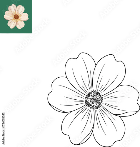 white flower isolated on white background