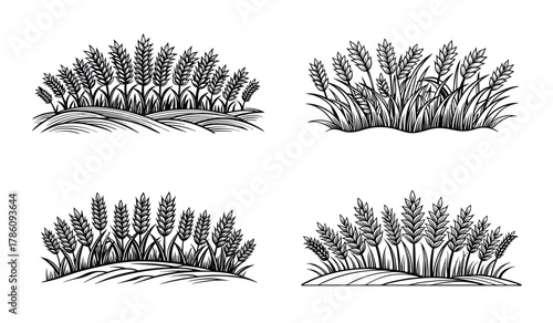 Four illustrations of wheat fields in a black and white graphic style