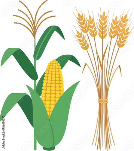 Illustration of corn and wheat