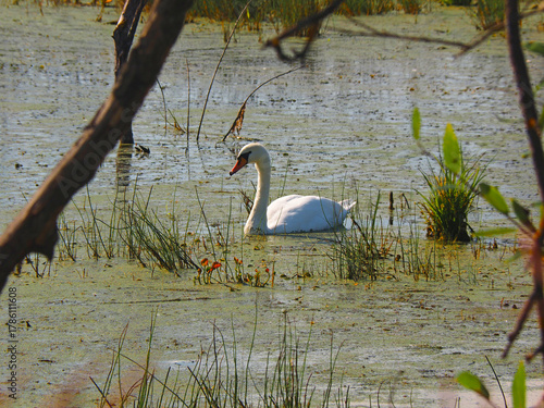 Wild white swans. Wildlife. Russia, Ural Mountains, Perm Krai