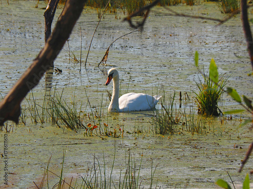 Wild white swans. Wildlife. Russia, Ural Mountains, Perm Krai