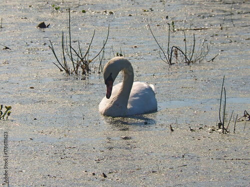 Wild white swans. Wildlife. Russia, Ural Mountains, Perm Krai