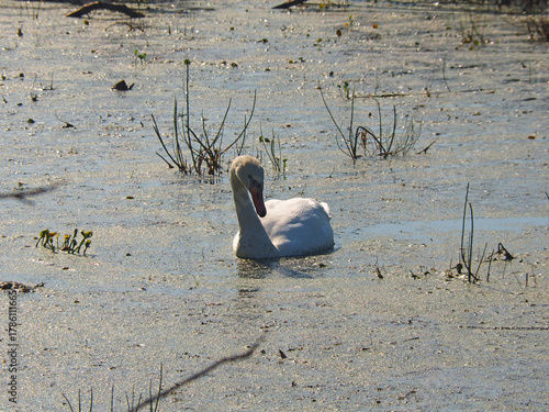 Wild white swans. Wildlife. Russia, Ural Mountains, Perm Krai