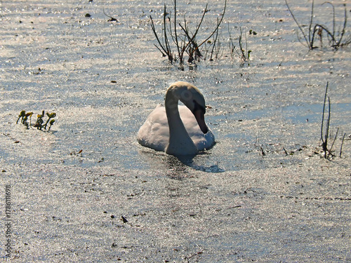 Wild white swans. Wildlife. Russia, Ural Mountains, Perm Krai