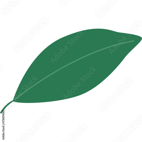 A single green leaf with a stem isolated on a white background with a simple vein pattern and a smooth texture