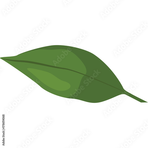A Single Green Leaf with a Translucent Stem Against a White Background Showcasing Natural Texture and Detail
