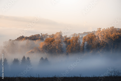 A foggy autumn morning in the forest