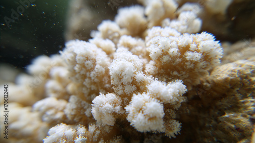 dendritic. White calcareous deposits forming dendritic patterns on a coral reef. ESG reports, sustainability campaigns, designed for sustainability communications and ESG reporting.