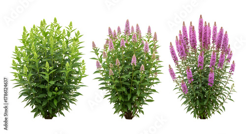 Three stages of a vibrant flowering shrub on white background