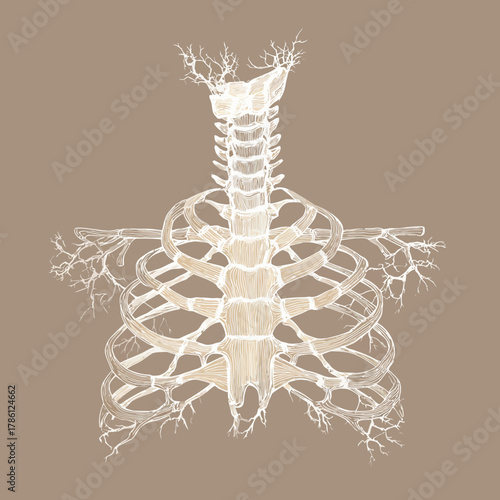 Illustration of a Human Skeleton in Medical Anatomy Diagram