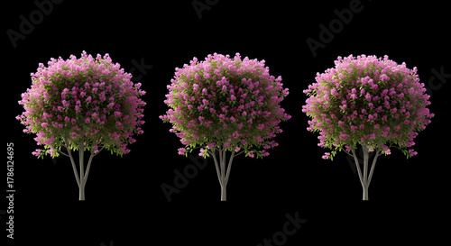 Vibrant pink flowering shrubs isolated for landscaping designs