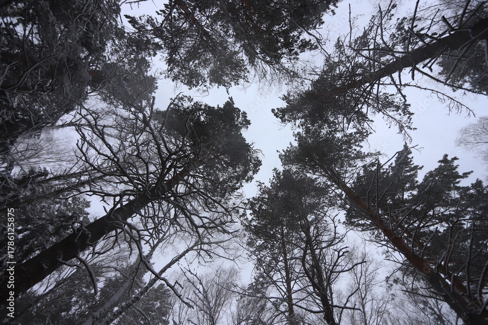 Fototapeta premium Karakan Pine Forest covered by snow. National forest situated in Siberia. Winter wonderland.