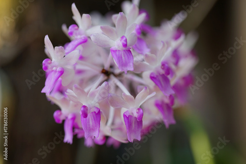 De- focused at purple orchid small flowers beautiful and growth beautiful in nature background