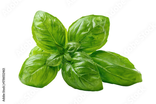 Fresh green basil herb leaves isolated on transparent background.