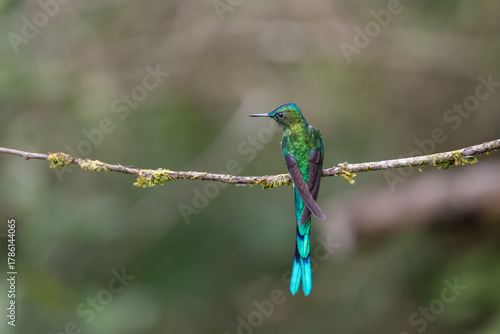 Tableau sur toile Long-tailed Sylph (Aglaiocercus kingii) perched on a mossy branch in the cloud f