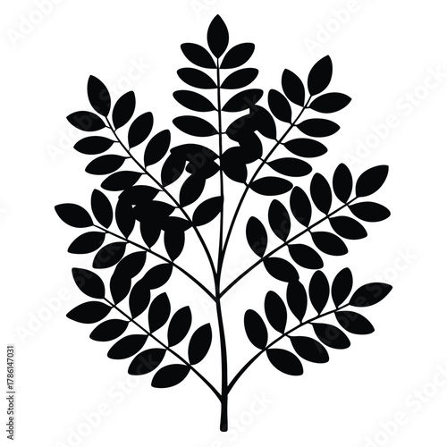 moringa black and white silhouette on white background
