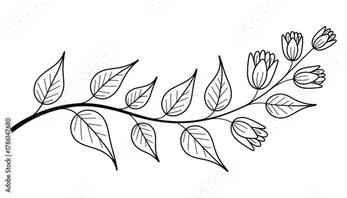 Black and white line drawing of a delicate branch with leaves and unopened flower buds flowers botanical