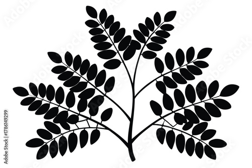 moringa black and white silhouette on white background