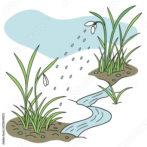 Snowdrop flowers in a rainy landscape with a stream