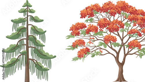 Coniferous fir tree and flowering deciduous tree with red-orange blossoms, botanical contrast, seasonal foliage, nature diversity, spring bloom, forest flora, educational illustration, landscape 